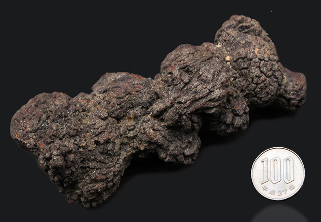 およそ5000万年前の地層より発見、採集されたウミガメと思しき