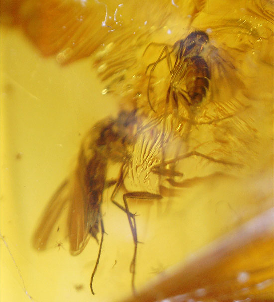 いったいこの2匹はどういう関係なんでしょうか?美麗!虫入りバルト海産琥珀(その15)