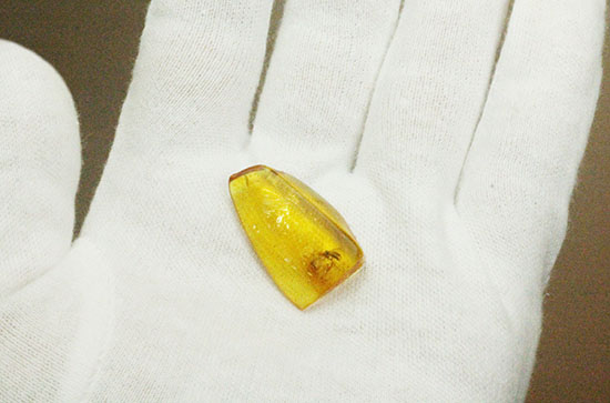 いったいこの2匹はどういう関係なんでしょうか?美麗!虫入りバルト海産琥珀(その7)