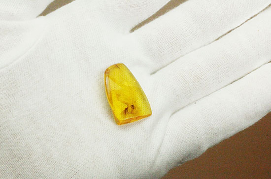 いったいこの2匹はどういう関係なんでしょうか?美麗!虫入りバルト海産琥珀(その9)