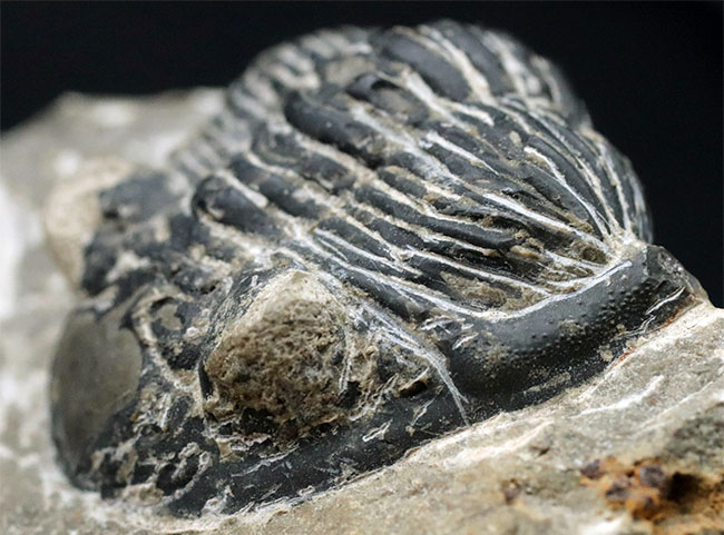 カーブ計測で8センチを超える大型の個体!古生代デボン紀の三葉虫、メタカンティナ(Metacanthina)の化石(その1)