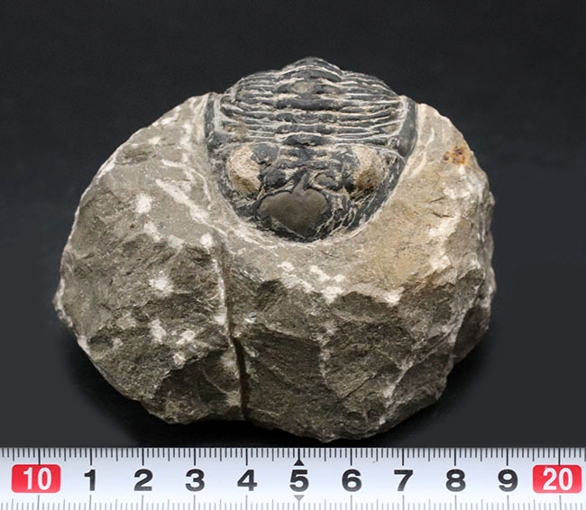 カーブ計測で８センチを超える大型の個体！古生代デボン紀の三葉虫、メタカンティナ（Metacanthina）の化石（その10）
