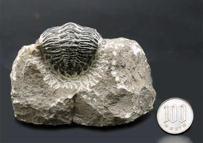 カーブ計測で８センチを超える大型の個体！古生代デボン紀の三葉虫、メタカンティナ（Metacanthina）の化石（その11）