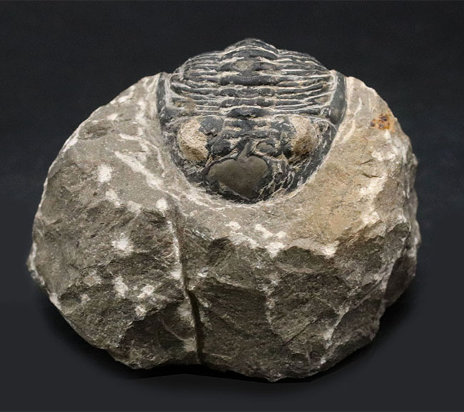 カーブ計測で８センチを超える大型の個体！古生代デボン紀の三葉虫、メタカンティナ（Metacanthina）の化石（その2）