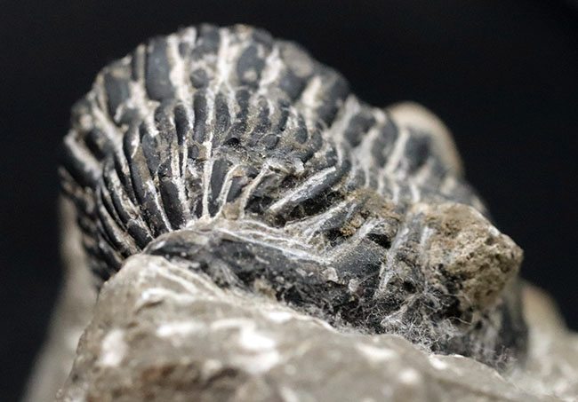 カーブ計測で８センチを超える大型の個体！古生代デボン紀の三葉虫、メタカンティナ（Metacanthina）の化石（その3）