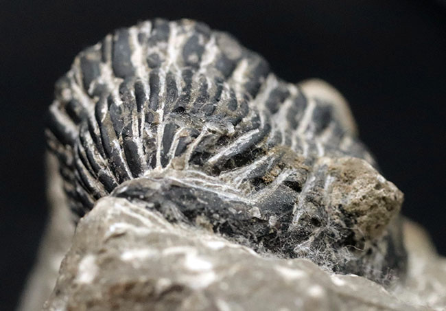 カーブ計測で8センチを超える大型の個体!古生代デボン紀の三葉虫、メタカンティナ(Metacanthina)の化石(その3)