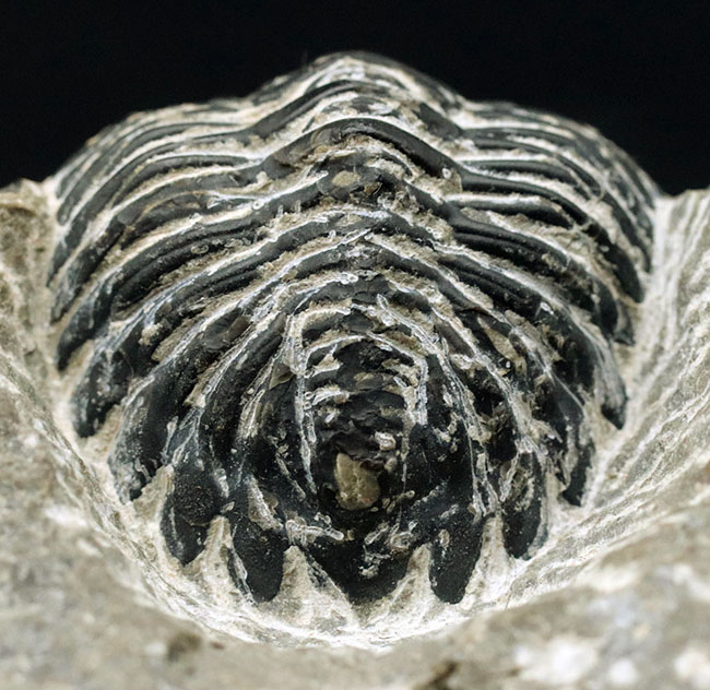 カーブ計測で８センチを超える大型の個体！古生代デボン紀の三葉虫、メタカンティナ（Metacanthina）の化石（その4）