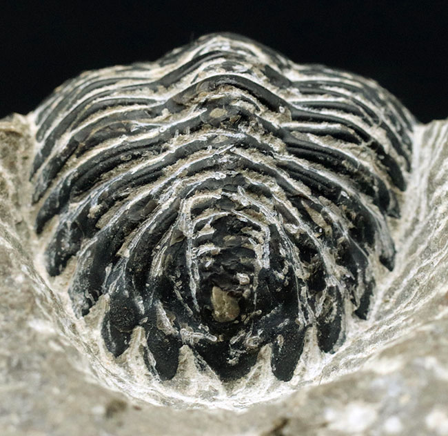 カーブ計測で8センチを超える大型の個体!古生代デボン紀の三葉虫、メタカンティナ(Metacanthina)の化石(その4)