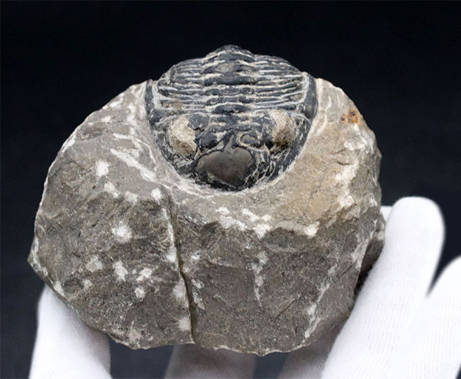 カーブ計測で８センチを超える大型の個体！古生代デボン紀の三葉虫、メタカンティナ（Metacanthina）の化石（その5）