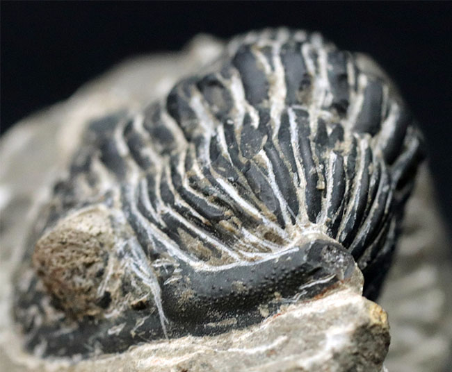 カーブ計測で8センチを超える大型の個体!古生代デボン紀の三葉虫、メタカンティナ(Metacanthina)の化石(その6)