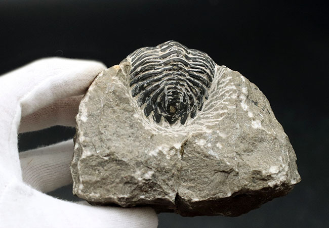 カーブ計測で８センチを超える大型の個体！古生代デボン紀の三葉虫、メタカンティナ（Metacanthina）の化石（その7）
