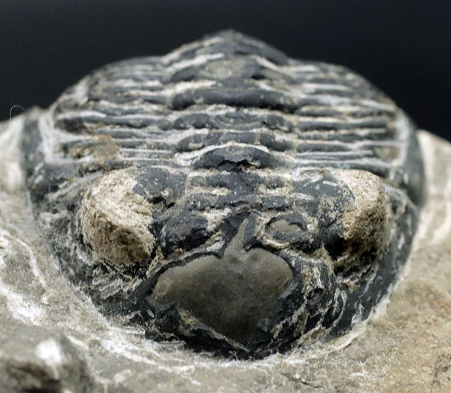 カーブ計測で8センチを超える大型の個体!古生代デボン紀の三葉虫、メタカンティナ(Metacanthina)の化石(その9)