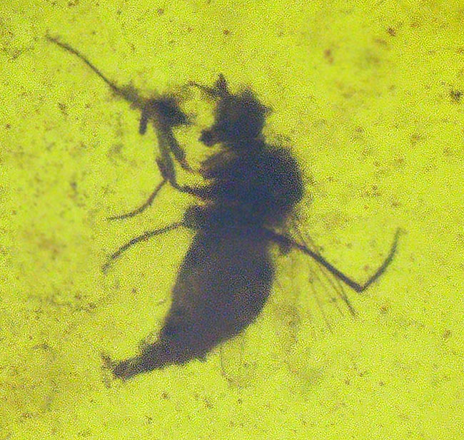 大きな葉と虫が内包!約1億年前、恐竜が棲息していた頃の樹木の樹液が化石担った琥珀、バーマイト(Burmite)(その1)