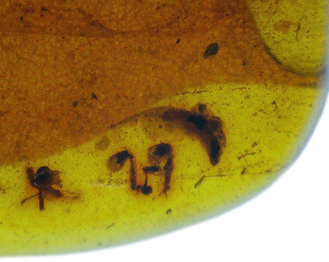 大きな葉と虫が内包!約1億年前、恐竜が棲息していた頃の樹木の樹液が化石担った琥珀、バーマイト(Burmite)(その3)