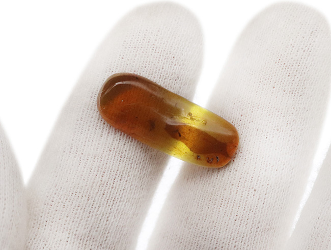 大きな葉と虫が内包!約1億年前、恐竜が棲息していた頃の樹木の樹液が化石担った琥珀、バーマイト(Burmite)(その6)