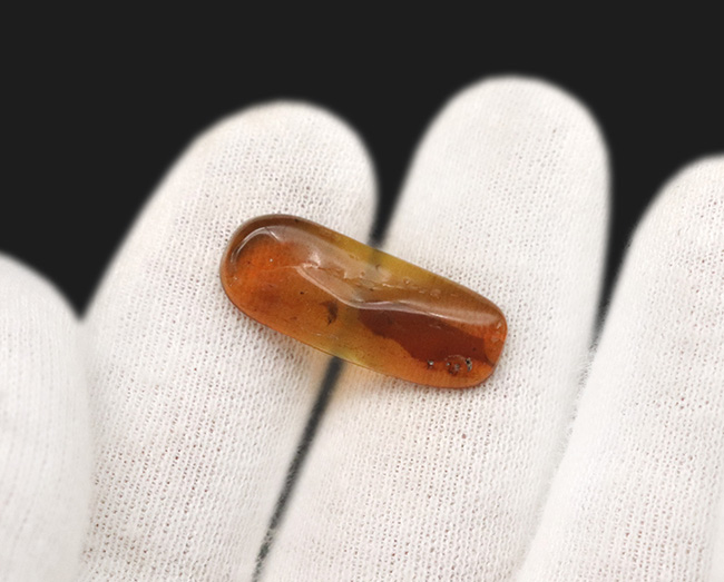 大きな葉と虫が内包!約1億年前、恐竜が棲息していた頃の樹木の樹液が化石担った琥珀、バーマイト(Burmite)(その7)