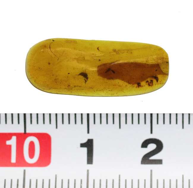 大きな葉と虫が内包!約1億年前、恐竜が棲息していた頃の樹木の樹液が化石担った琥珀、バーマイト(Burmite)(その8)