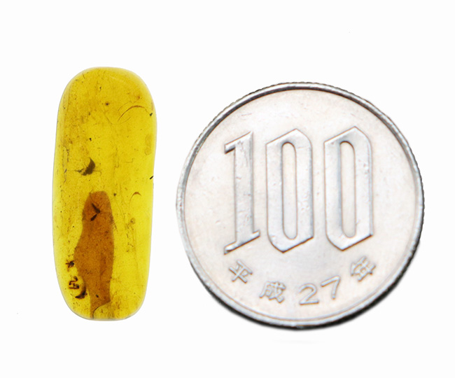 大きな葉と虫が内包!約1億年前、恐竜が棲息していた頃の樹木の樹液が化石担った琥珀、バーマイト(Burmite)(その9)