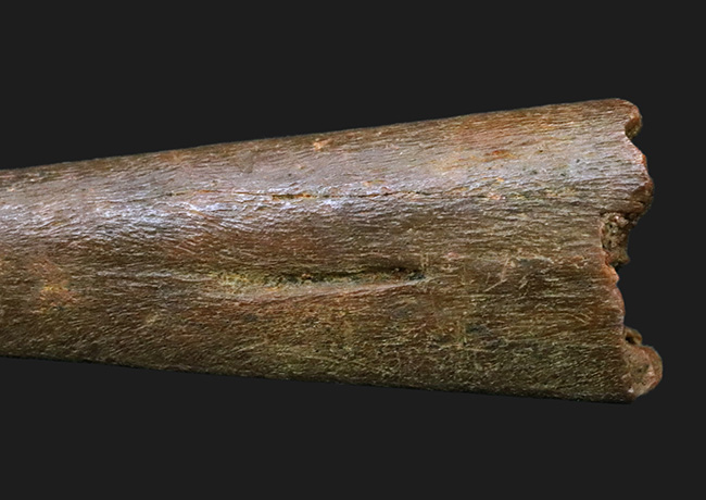 翼竜の爪　化石　モロッコ 博物館級 アランカ 翼竜 爪 化石 本物 モロッコ産 61.84mm