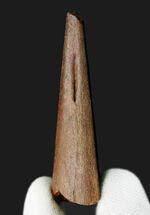 翼竜コレクター必見、最高レベルの希少性！モロッコ産の歯を持たない翼竜のクチバシの先端の化石