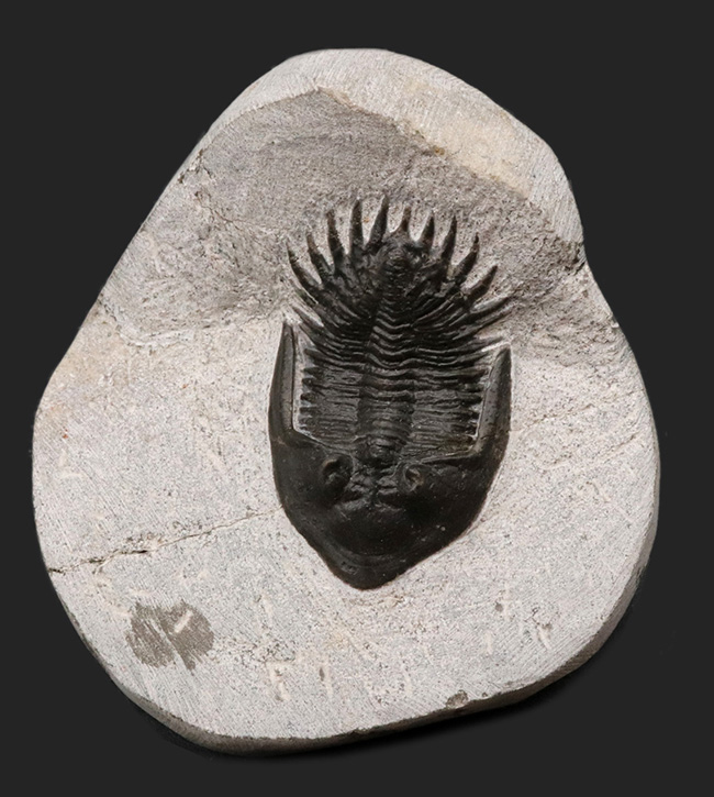 レア品登場！モロッコ産のレアな三葉虫、ムラキビナ（Murakibina）の上質化石（その1）
