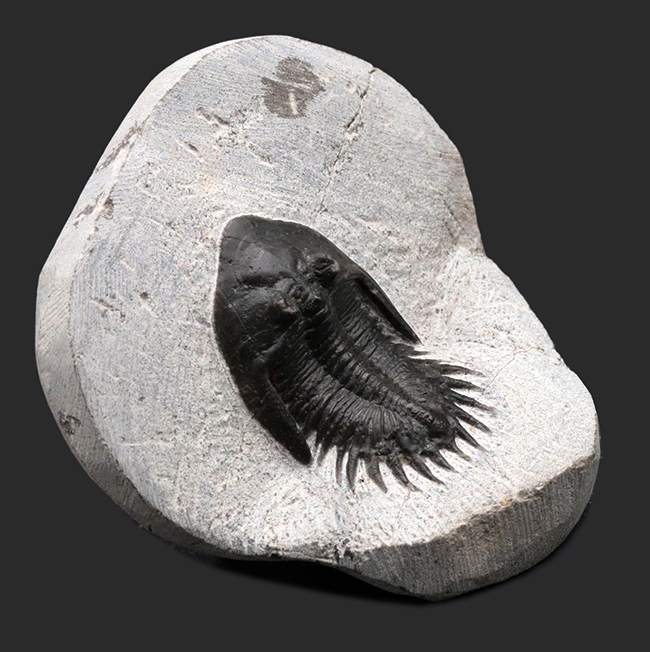レア品登場！モロッコ産のレアな三葉虫、ムラキビナ（Murakibina）の上質化石（その7）