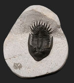レア品登場！モロッコ産のレアな三葉虫、ムラキビナ（Murakibina）の上質化石
