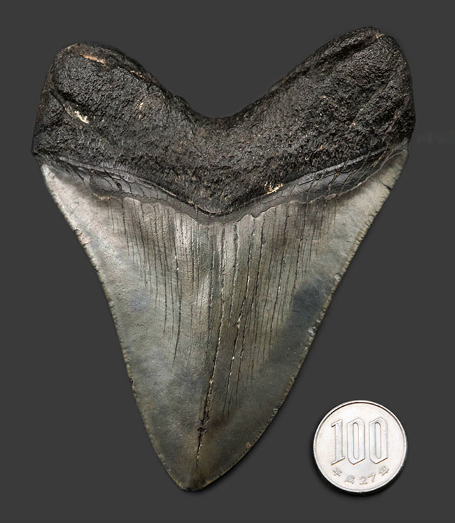 １００％ナチュラル！長辺計測１３０ミリの立派なメガロドン（Carcharocles megalodon）の歯化石（その10）