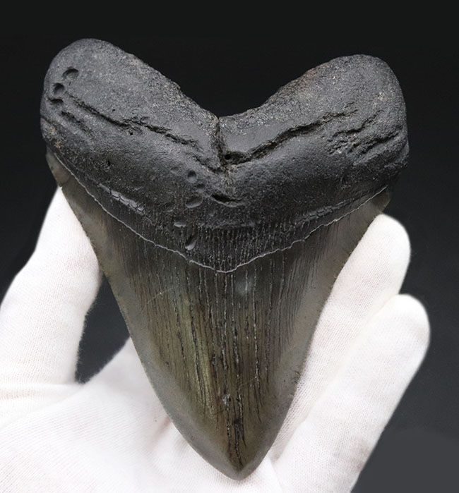 １００％ナチュラル！長辺計測１３０ミリの立派なメガロドン（Carcharocles megalodon）の歯化石（その2）