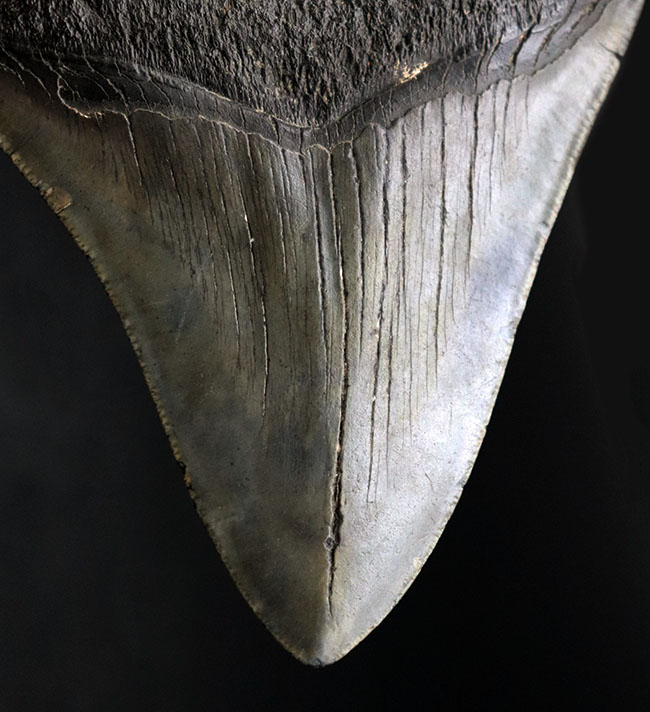 １００％ナチュラル！長辺計測１３０ミリの立派なメガロドン（Carcharocles megalodon）の歯化石（その4）