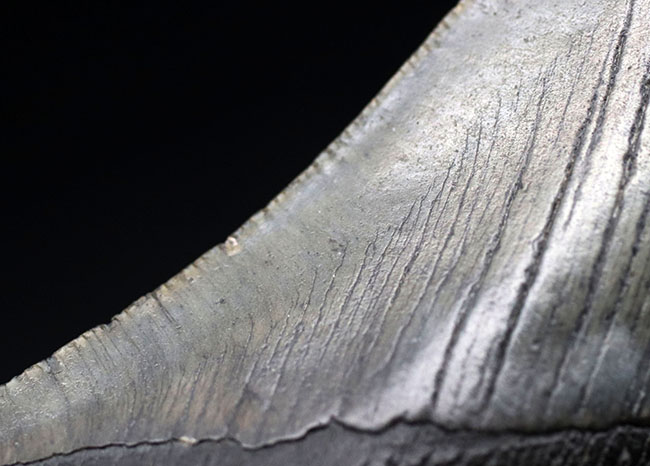 １００％ナチュラル！長辺計測１３０ミリの立派なメガロドン（Carcharocles megalodon）の歯化石（その5）