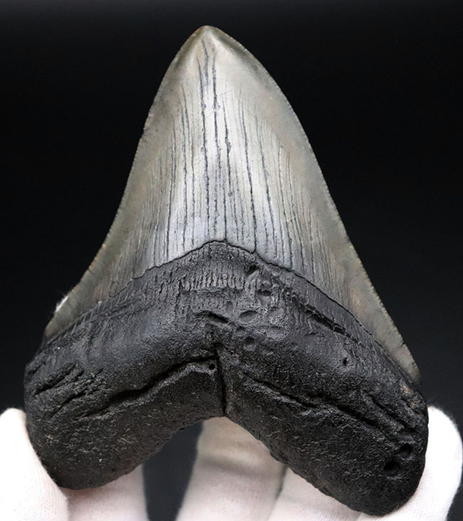 １００％ナチュラル！長辺計測１３０ミリの立派なメガロドン（Carcharocles megalodon）の歯化石（その6）