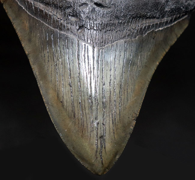１００％ナチュラル！長辺計測１３０ミリの立派なメガロドン（Carcharocles megalodon）の歯化石（その8）