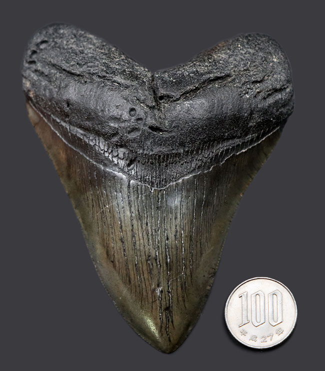 １００％ナチュラル！長辺計測１３０ミリの立派なメガロドン（Carcharocles megalodon）の歯化石（その9）