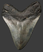 １００％ナチュラル！長辺計測１３０ミリの立派なメガロドン（Carcharocles megalodon）の歯化石