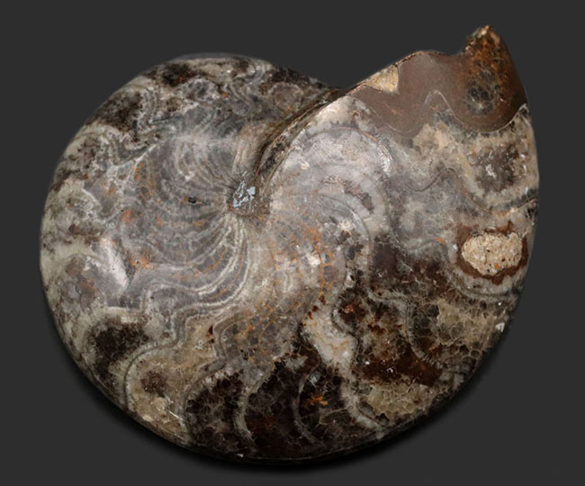 両面保存！アンモナイトの先祖、デボン紀の頭足類、ゴニアタイト（Goniatite）の化石（その1）