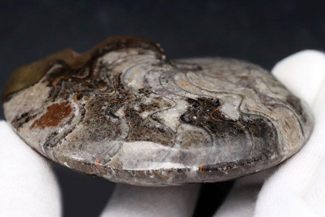 両面保存！アンモナイトの先祖、デボン紀の頭足類、ゴニアタイト（Goniatite）の化石（その9）