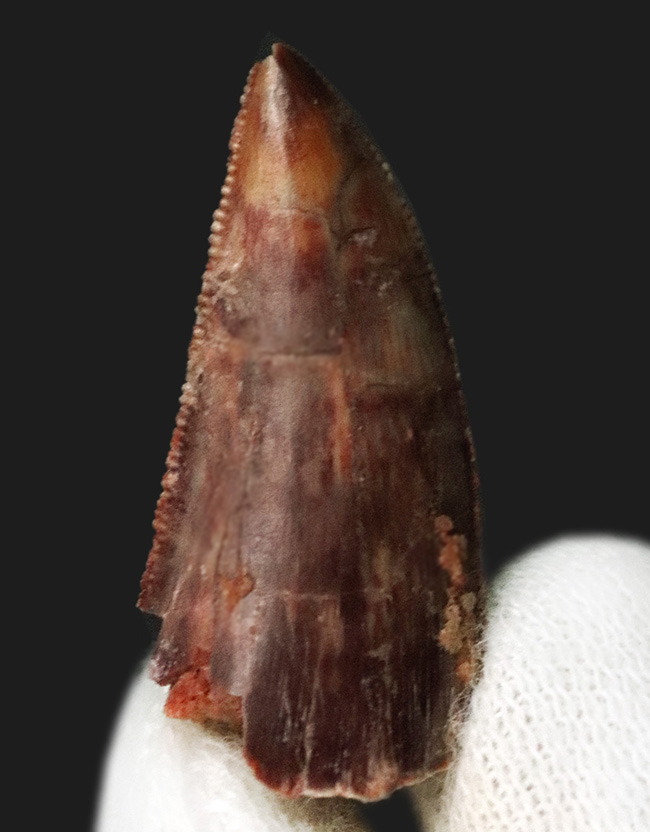 保存状態良好＆ナチュラル！モロッコのケムケム層から発見、採集