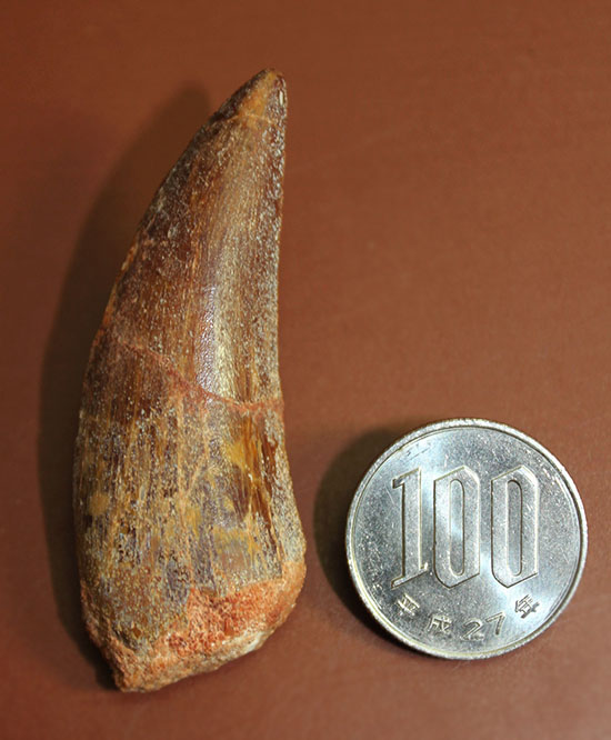 鋭い先端！スレンダータイプのカルカロドントサウルス歯化石（その10）