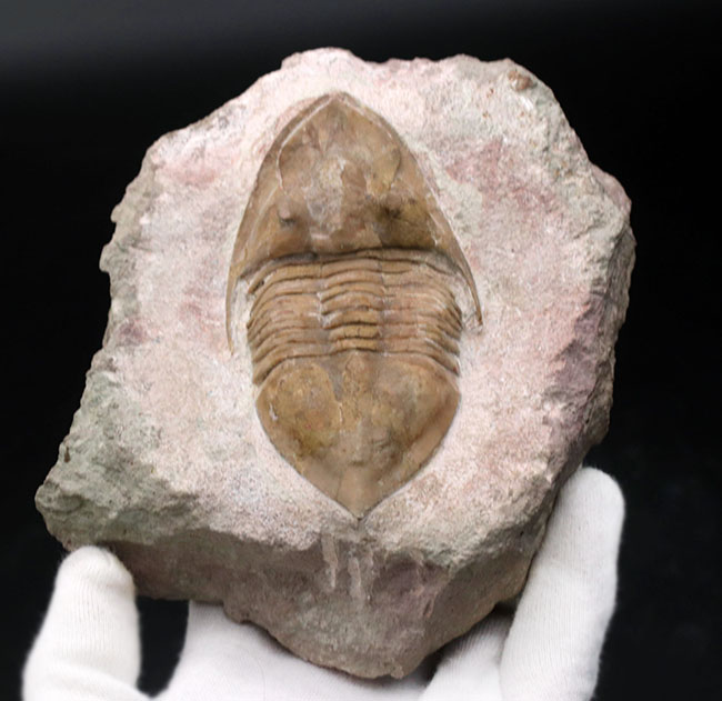 三葉虫の化石 希少 メギスタスピデラ ロシア産 本物保証 三葉虫の化石 希少 メギスタスピデラ ロシア産 本物保証