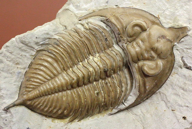 化石三葉虫フントニア完全体複製