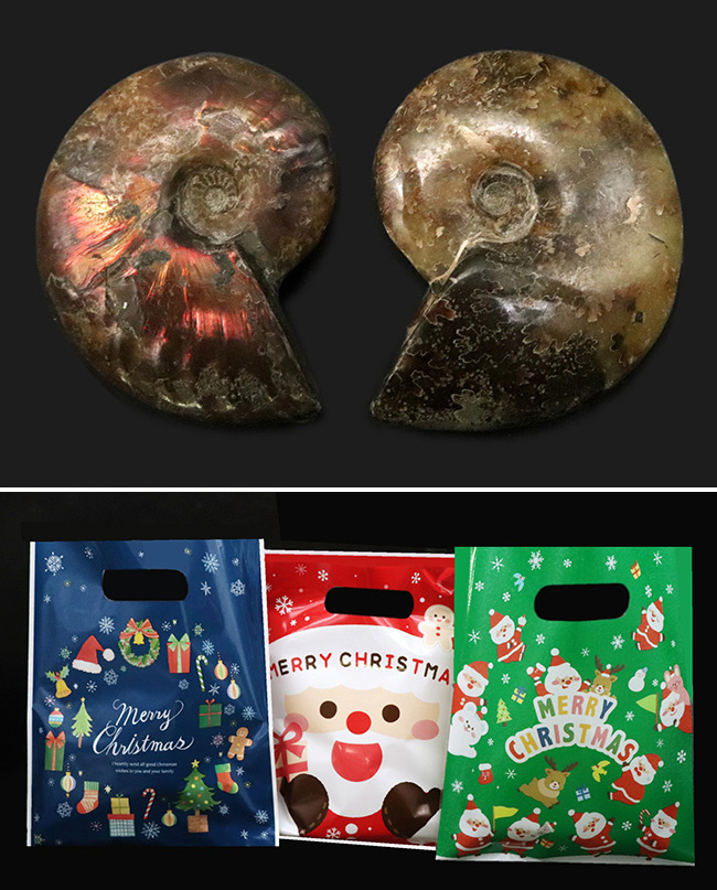 クリスマスプレゼント・年末年始のプレゼントに!恐竜時代のアンモナイトを見比べてみよう!光るアンモナイトと縫合線アンモナイトが同時に観察できる、見応え十分お得なセット標本(税込、送料込、ラッピング無料(その1)