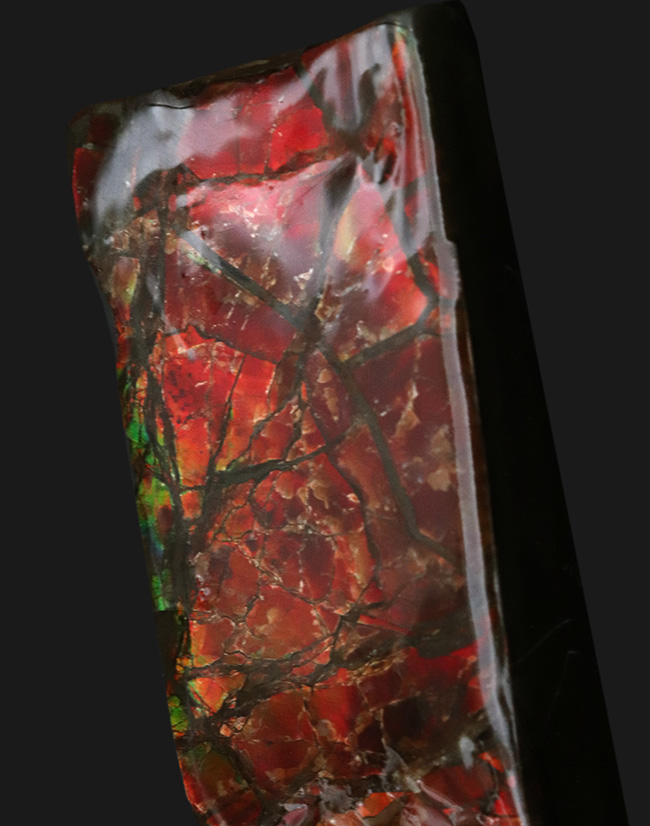 これぞアンモライトと唸りたくなる、濃い赤、88ミリもある長い標本!宝石、アンモライト(Ammolite)のピース(その2)