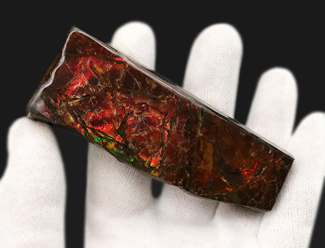 これぞアンモライトと唸りたくなる、濃い赤、88ミリもある長い標本!宝石、アンモライト(Ammolite)のピース(その3)