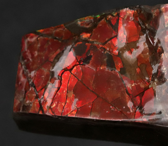 これぞアンモライトと唸りたくなる、濃い赤、88ミリもある長い標本!宝石、アンモライト(Ammolite)のピース(その4)