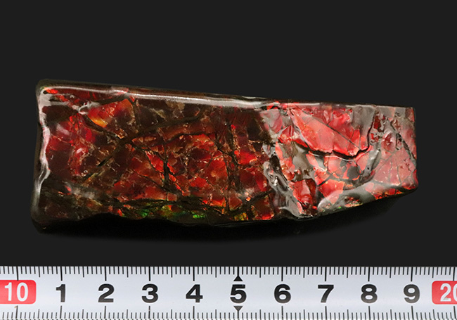 これぞアンモライトと唸りたくなる、濃い赤、88ミリもある長い標本!宝石、アンモライト(Ammolite)のピース(その7)