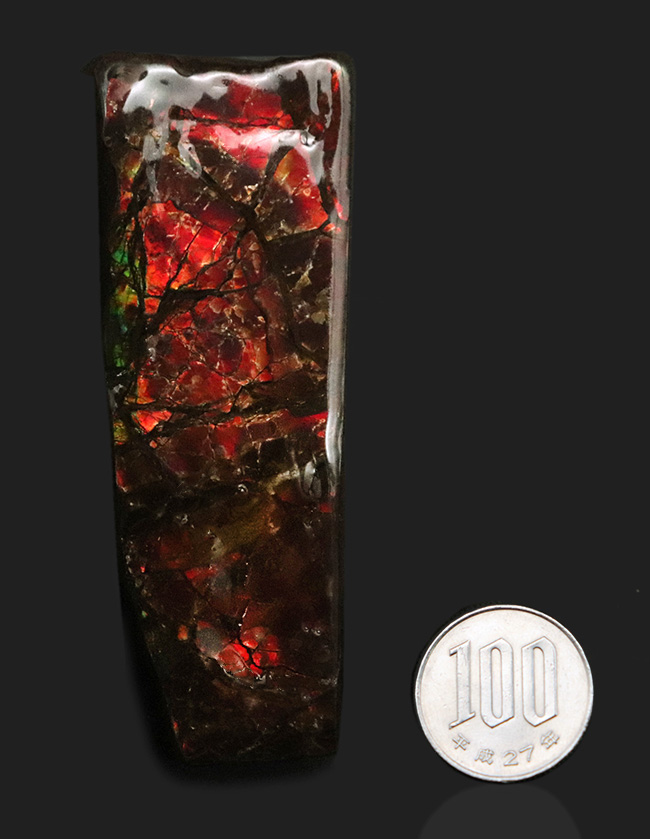 これぞアンモライトと唸りたくなる、濃い赤、88ミリもある長い標本!宝石、アンモライト(Ammolite)のピース(その8)