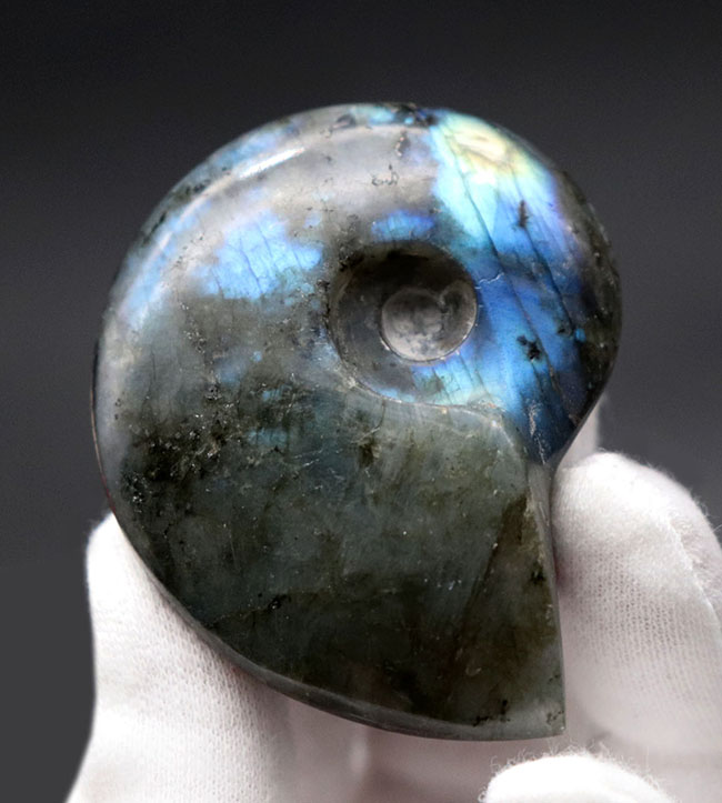 シャレの分かる方に贈る、ユニークな標本、アンモナイトの形にカットされた美しきラブラドライト(Labradorite)のカボション(その4)
