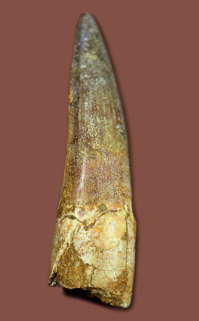 こんな鋭い歯で突き刺されたら一溜りもありません・・・大型肉食恐竜「棘トカゲ」こと、スピノサウルスの上質歯化石(Spinosaurus)(その1)