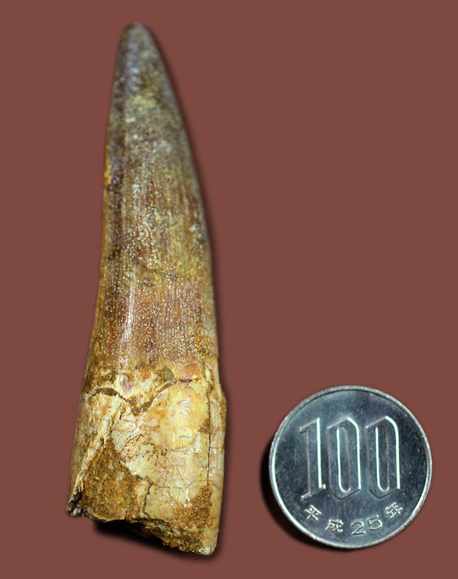 こんな鋭い歯で突き刺されたら一溜りもありません・・・大型肉食恐竜「棘トカゲ」こと、スピノサウルスの上質歯化石(Spinosaurus)（その12）